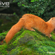 Illustration for article titled Monday Mustelid - Mustela sibirica Edition